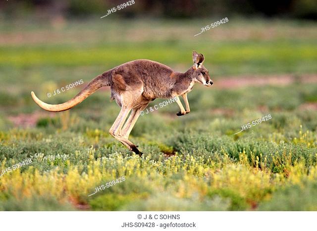 Red Kangaroo, Macropus rufus, Tibooburra, New South Wales, Australia, Sturt Nationalpark, adult jumping