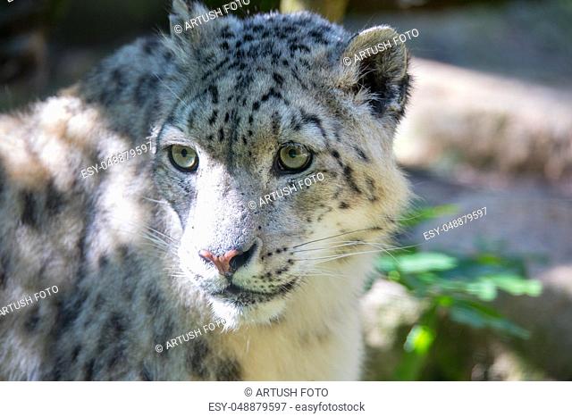 big white cat snow leopard - Irbis, Uncia uncia