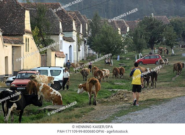 The town's cows returning at evening from the meadow to their owners in Viscri, Transylvania, Romania, 09 August 2017. Photo: Henning Kaiser/dpa