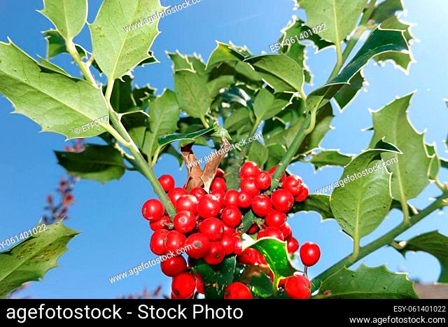 Europäische Stechpalme (Ilex aquifolium) oder Gewöhnliche Stechpalme, Hülse - rote Früchte am Strauch