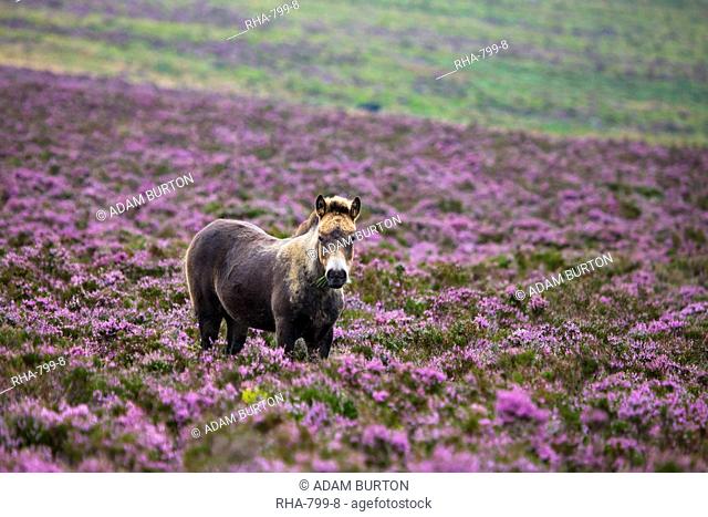 Exmoor pony grazing in flowering heather in the summer, Dunkery Hill, Exmoor National Park, Somerset, England, United Kingdom, Europe
