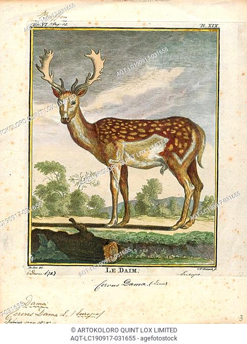 Cervus dama, Print, The fallow deer (Dama dama) is a ruminant mammal belonging to the family Cervidae. This common species is native to Europe