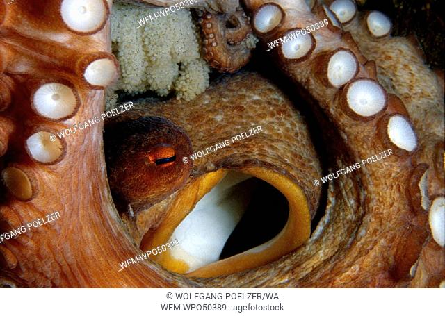 Common octopus female guarding her eggs, Octopus vulgaris, Costa Brava Mediterranean Sea, Spain