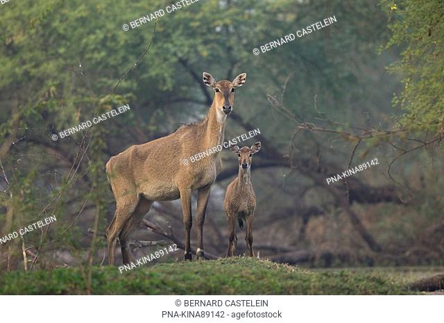 Nilgai Boselaphus tragocamelus - Keoladeo Ghana National Park, Bharatpur, Rajasthan, India, Asia