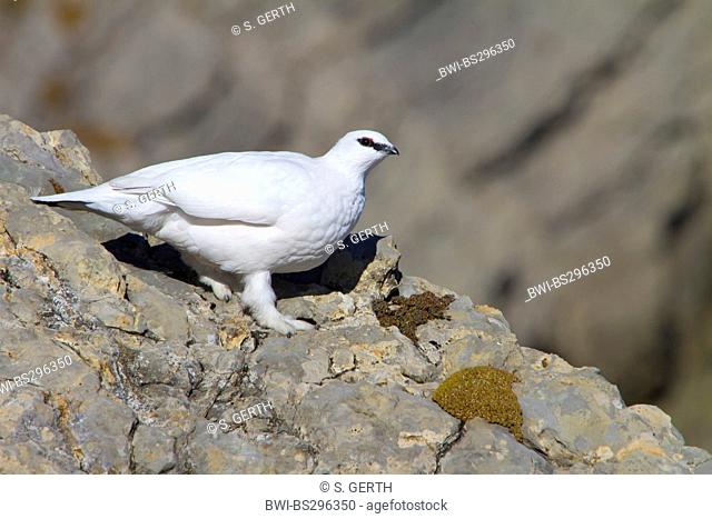 Rock ptarmigan, Snow chicken (Lagopus mutus), male in winter plumage on a rock, Switzerland, Sankt Gallen, Saentis
