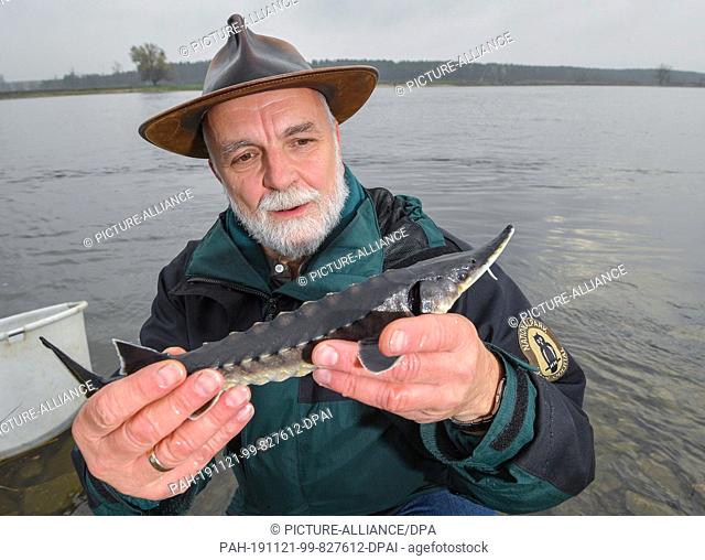 21 November 2019, Brandenburg, Stützkow: Michael Tautenhahn, deputy director of the Lower Oder Valley National Park, shows a two-year-old sturgeon before he...