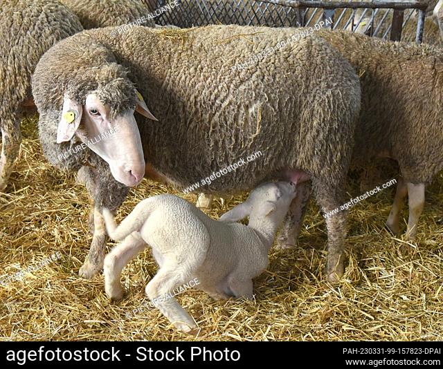28 March 2023, Saxony, Polenz/Machern: In a sheep pen in Polenz at Landwirtschafts GmbH Machern near Leipzig (Saxony), a four-week-old little lamb drinks from...
