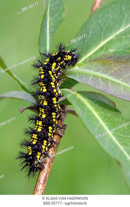 Feeding caterpillar of the Scarce Fritillary