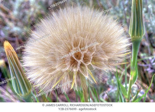 Oyster Plant has scientific name of Tragopogon porrifolius and is a plant cultivated for its ornamental flower, edible root, and herbal properties