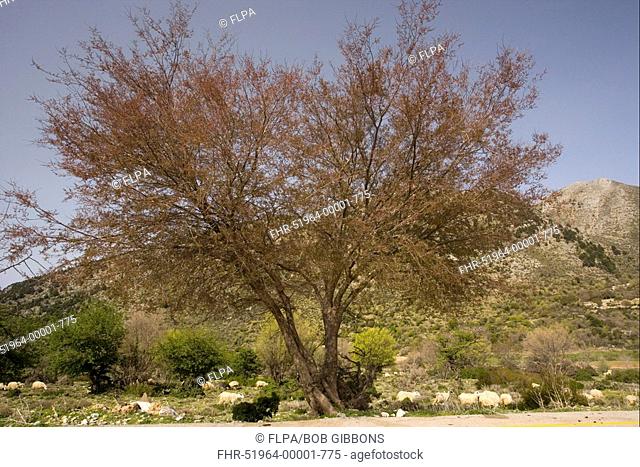 Cretan Zelkova Zelkova abelicea habit, whole tree, Omalos Plateau, Western Crete, Greece