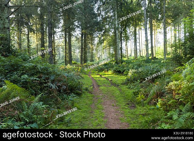 A conifer plantation at Dunster Park on the edge of the Exmoor National Park, Somerset, England