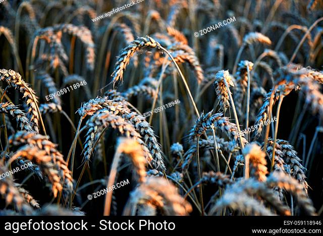 wheat corn field before harvest