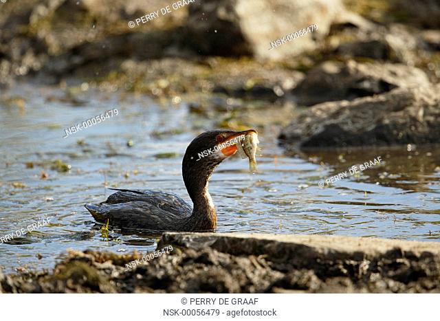 Reed Cormorant (Microcarbo africanus), also known as the Long-tailed Cormorant, eating a fish, South Africa, Mpumalanga, Kruger National Park