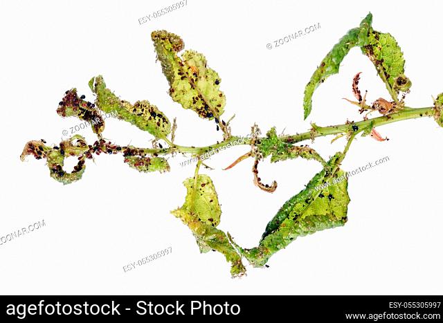 Aphids are a parasitic insect that sucks juice from plants. A dying plum branch is attacked by thousands of killers. Isolated on white studio real macro