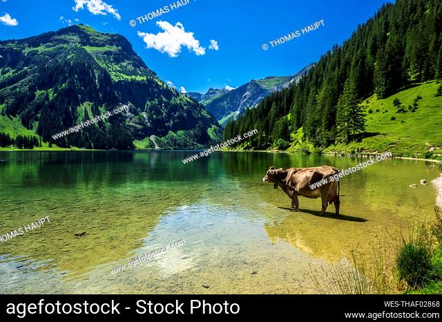 Austria, Tyrol, Cow standing ankle deep in scenic Vilsalpsee lake