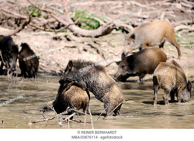 Wild boars by and in the wallowing