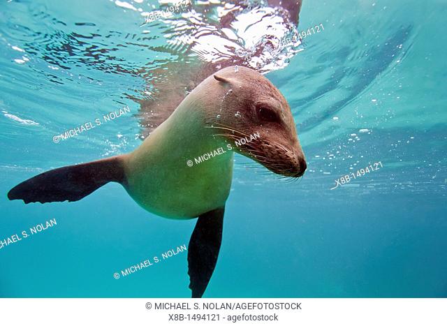 Young Galapagos sea lion Zalophus wollebaeki underwater in the Galapagos Island Archipelago, Ecuador  MORE INFO The population of this sea lion fluctuates...