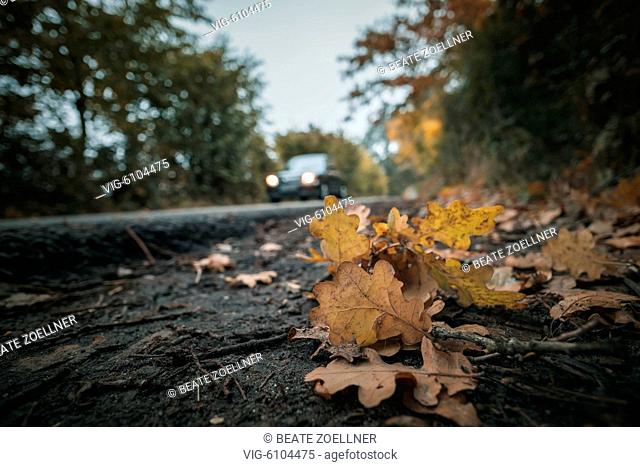 DEUTSCHLAND, SCHENEFELD, 24.10.2016, Herbstliches Eichenlaub liegt auf dem unbefestigten Straßenrand eines asphaltierten Feldweges in der Schenefelder Feldmark
