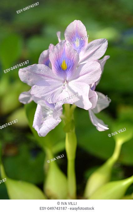 Common water hyacinth - Latin name - Eichhornia crassipes