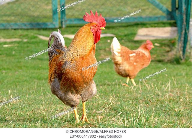Freilandhaltung - brown rooster with brown hen in the meadow - free range