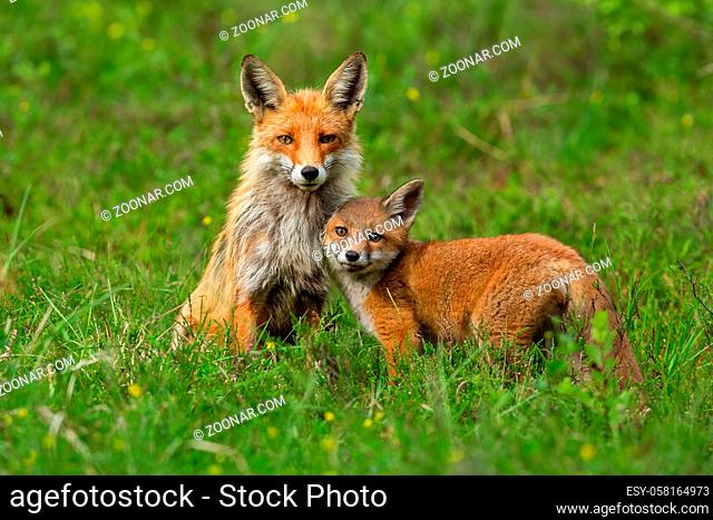 Cute red fox, vulpes vulpes, cub nestling to her mother on green grass in springtime. Adorable animal family in wilderness