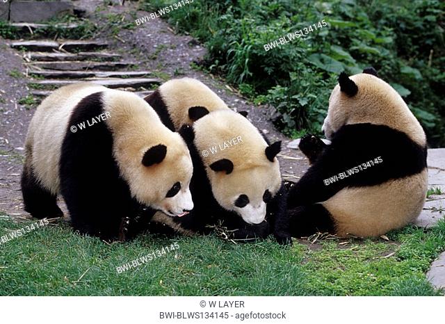 giant panda Ailuropoda melanoleuca, four individuals at the nursing station Wolong, China, Sichuan