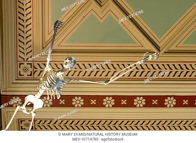 Skeleton of Gibbon suspended from the ceiling of the Natural History Museum, London's Central Hall as part of the Primate Gallery display