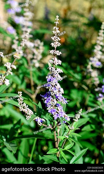 Vitex agnus is an important medicinal plant and is also used in medicine