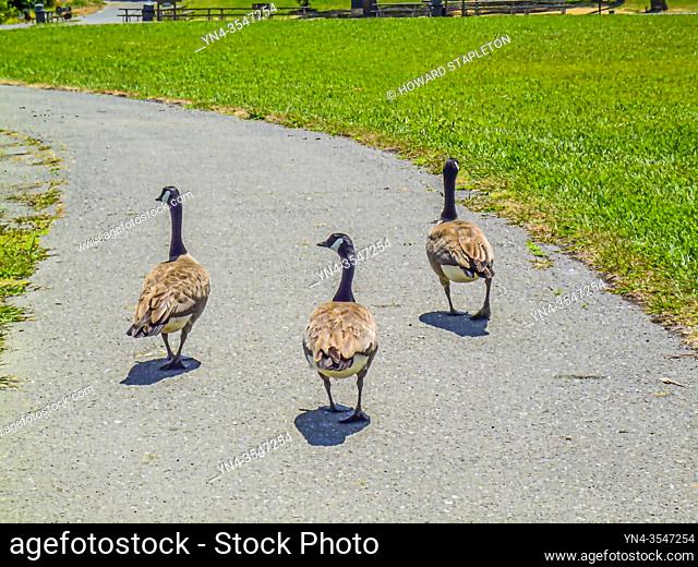 Three Canada Geese (Branta canadensis),