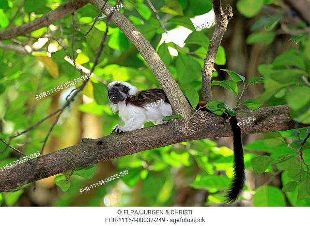 Cotton-top Tamarin Saguinus oedipus adult, calling, sitting on branch captive