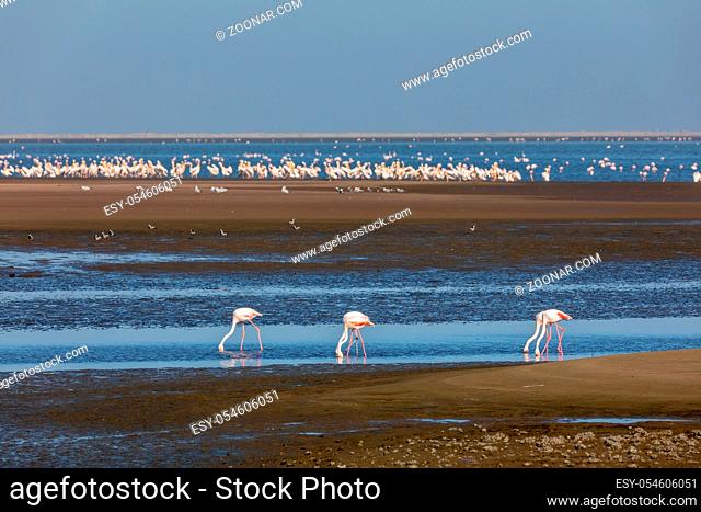 flock of beautiful bird Rosy Flamingo, big colony in Walvis Bay reservation, Namibia, Africa Safari wildlife