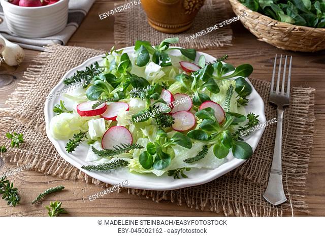 Spring salad with wild edible plants such as chickweed, bedstraw and yarrow