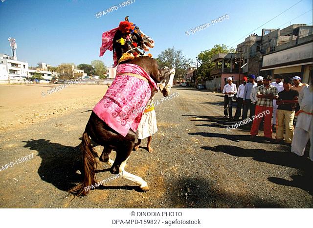 Horse belonging to Nihangs or Sikh warriors dancing near Sachkhand Saheb Gurudwara during 300th year of Consecration of  Guru-Granth Sahib in Nanded ;...