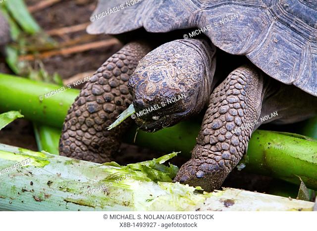 Young Captive Galapagos giant tortoise Geochelone elephantopus being fed at the tortuguero breeding station just outside Puerto Villamil on Isabela Island in...