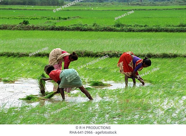 Workers in the rice fields near Madurai, Tamil Nadu state, India, Asia