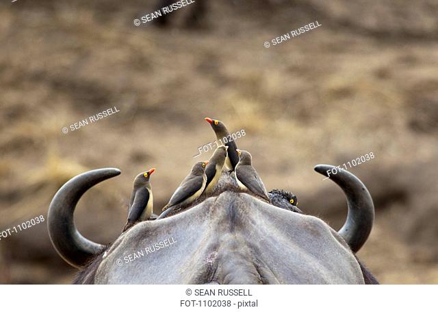 Five Yellow-billed Oxpeckers perching on head of Cape Buffalo