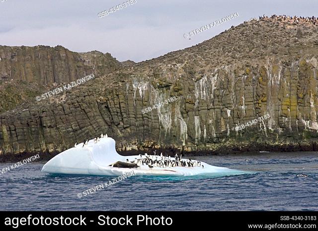 Antarctica, South Shetland Islands, Chinstrap penguins (Pygoscelis antarctica), and leopard seal (Hydrurga leptonyx), on iceberg on Southern Ocean