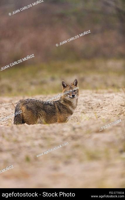 Golden jackal - CHACAL DORADO (Canis aureus), Danube Delta - DELTA DEL DANUBIO, Ramsar Wetland, Unesco World Heritgage Site, Tulcea County, Romania, Europe