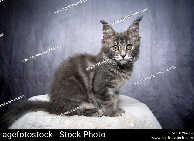 cute blue tabby maine coon kitten sitting sideways on white fur looking at camera curiously on gray concrete style background with copy space