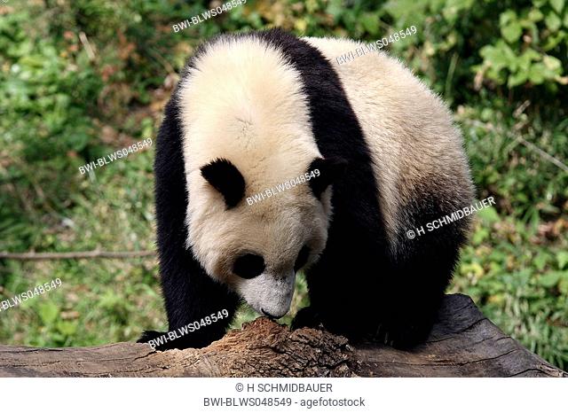 giant panda Ailuropoda melanoleuca, individual on a tree trunk