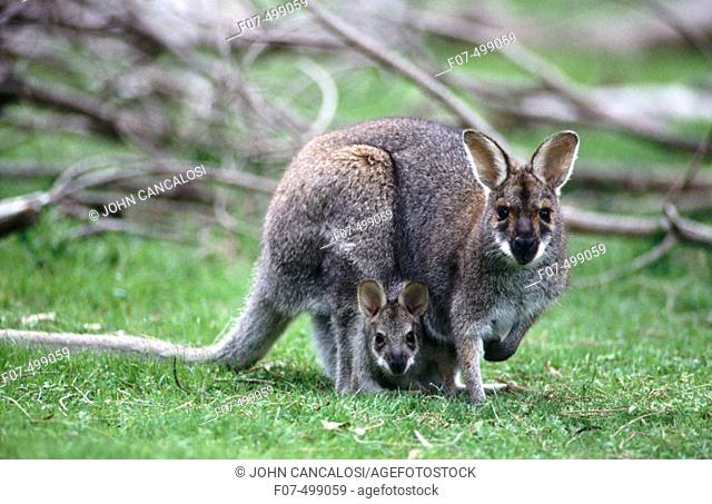Red-necked Wallaby (Macropus rufogriseus), mother and joey. Australia