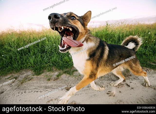 Barking Angry Aggressive Mixed Breed Dog Running In Road Through Meadow