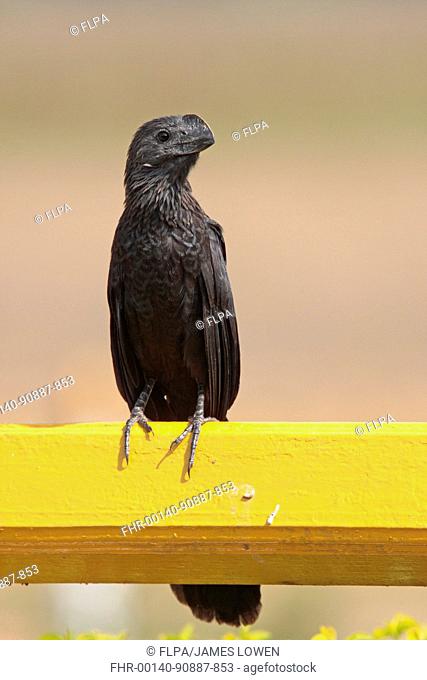 Smooth-billed Ani Crotophaga ani adult, perched on railing, Pousada Piuval, Mato Grosso, Brazil, august