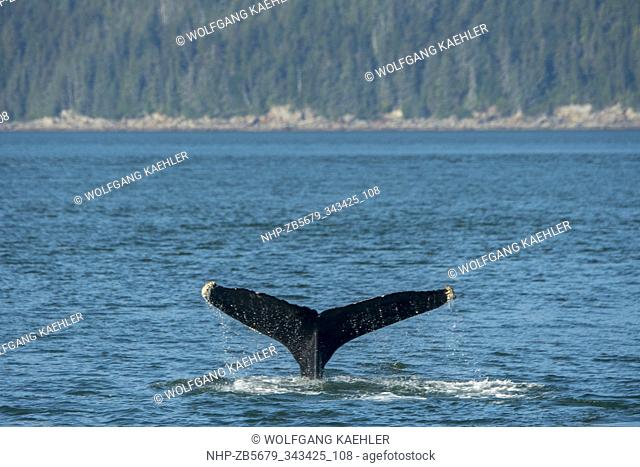 A Humpback Whale is diving to feed in the waters of Stephens Passage, a channel between Admiralty Island to the west and the Alaska mainland and Douglas Island...