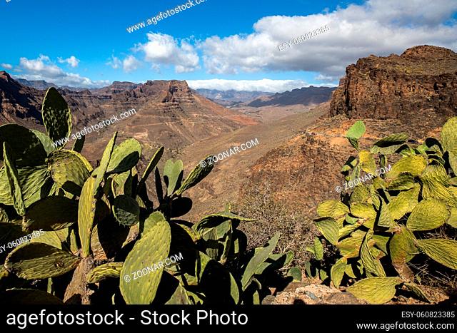 View of the mountain landscape with green cactus in the front, seen from the viewpoint Degollada de Las Yeguas, along the road CG-60