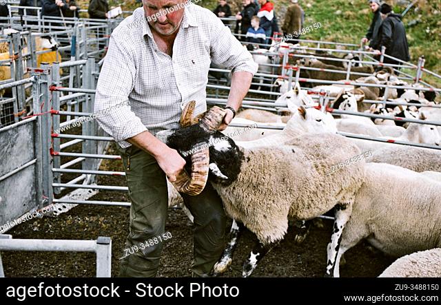 Sheep handler farmer grabbing sheep by horns in pen at North Harris Agricultural Show 2019, Tarbert, Isle of Harris, Outer Hebrides, Scotland
