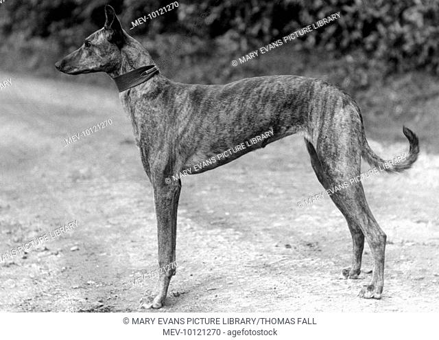 A Lurcher is not a purebred dog. It is usually a cross between a Greyhound, or other Sighthound, and a Working or Terrier breed. Owner: The Hon