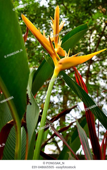 Under view of Yellow Heliconia Torch Flowers