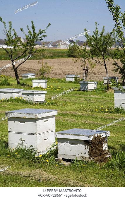 Honey producing bee hives at an apiary farm in springtime, Lachenaie, Quebec, Canada