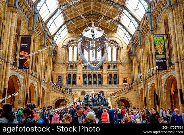 The interior of Natural History Museum with whale skeleton, London, United Kingdom